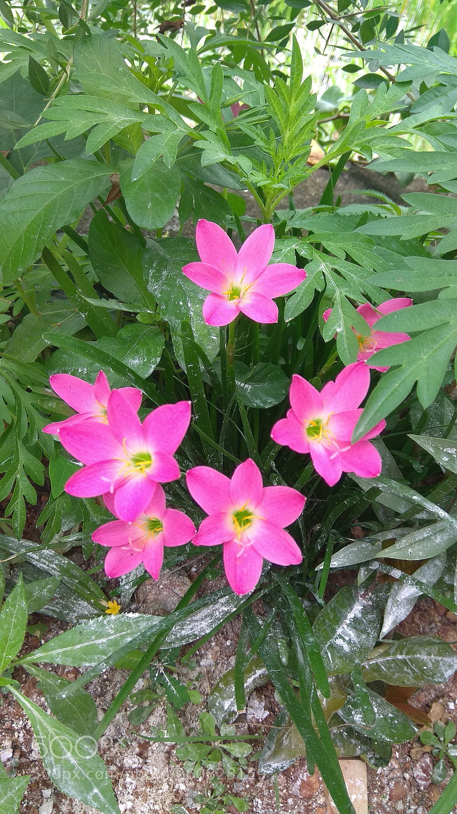 Xiaomi Redmi Note 4 sample photo. Pink photography