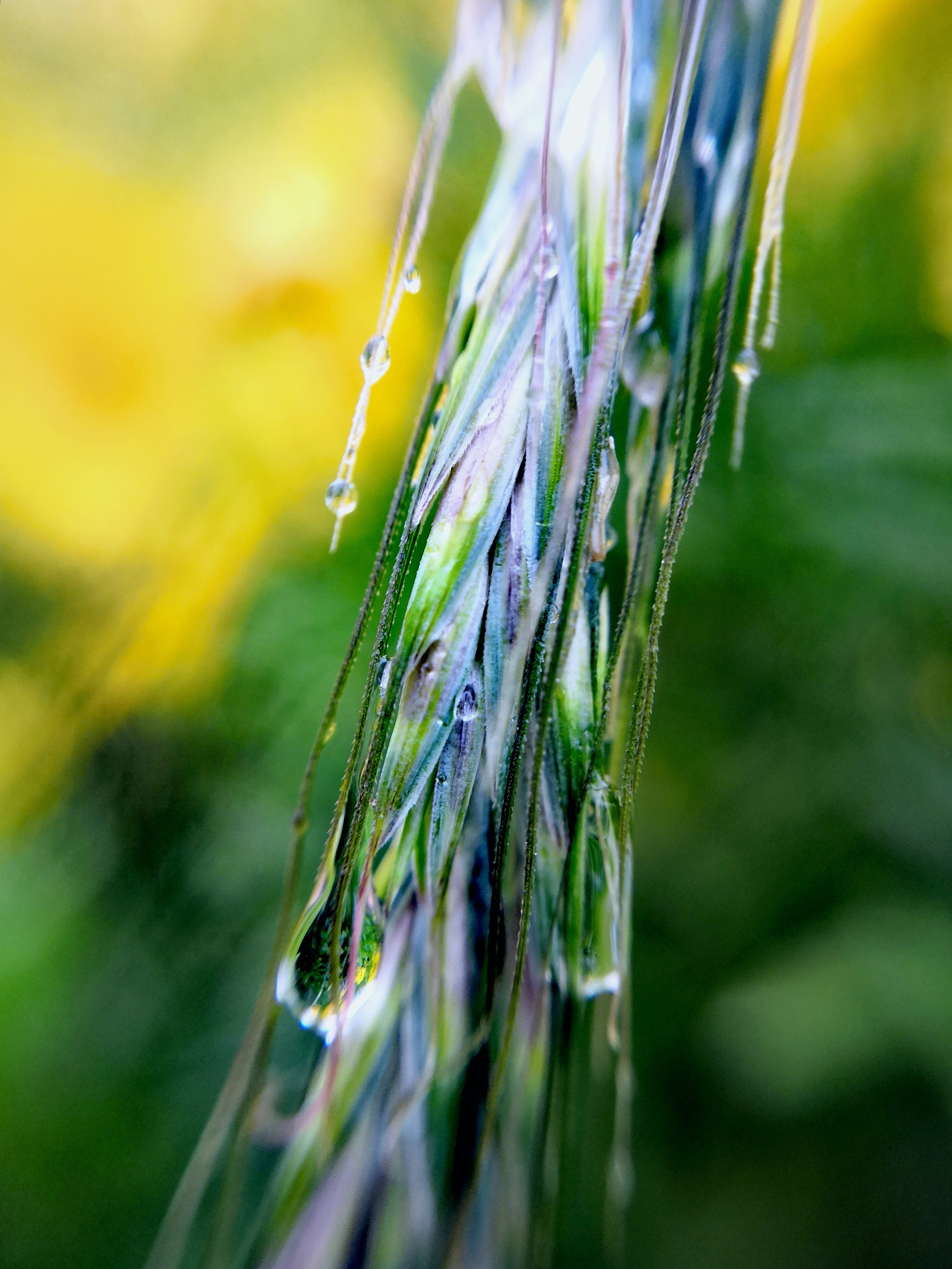 HUAWEI Honor 10 sample photo. Waterdrop，4 photography