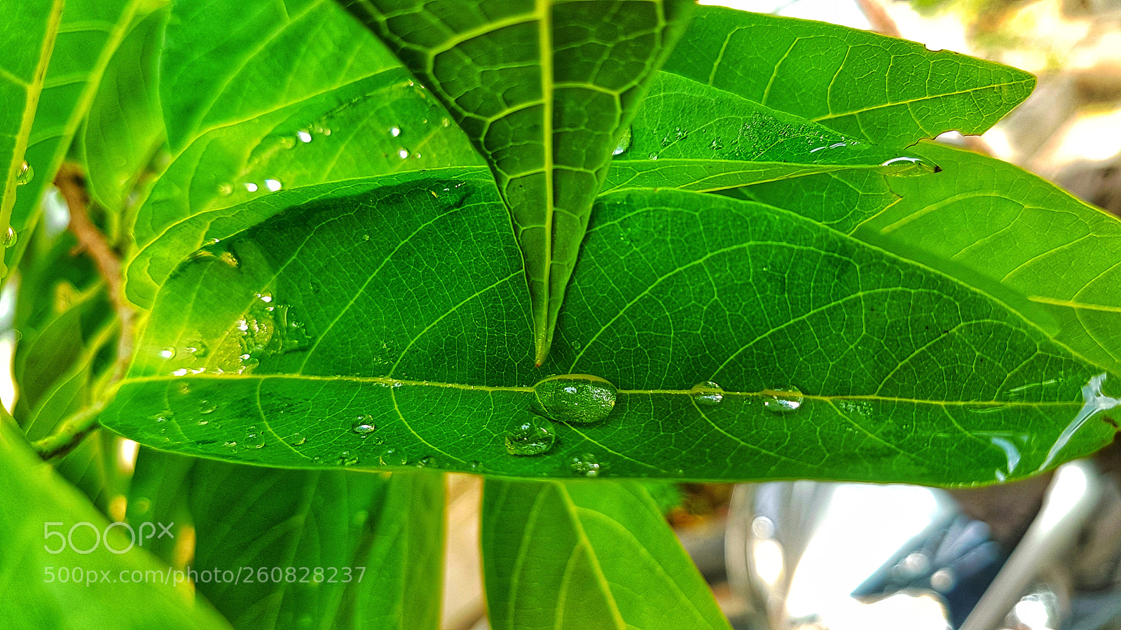 Samsung Galaxy S7 Edge sample photo. Untitled photography