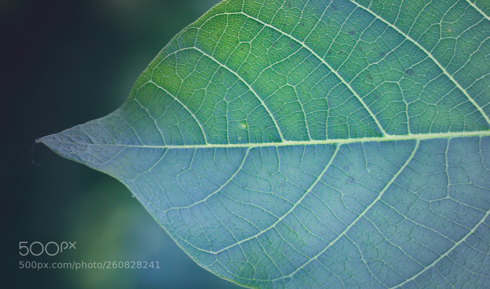 Canon EOS 600D (Rebel EOS T3i / EOS Kiss X5) sample photo. Map of a leaf photography