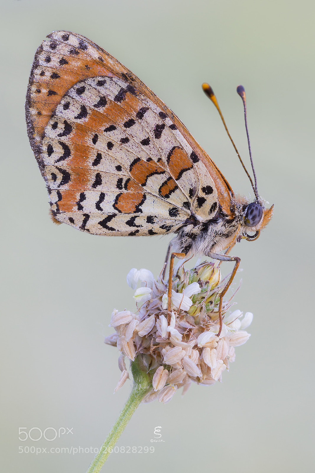 Canon EOS 700D (EOS Rebel T5i / EOS Kiss X7i) sample photo. Melitaea didyma photography