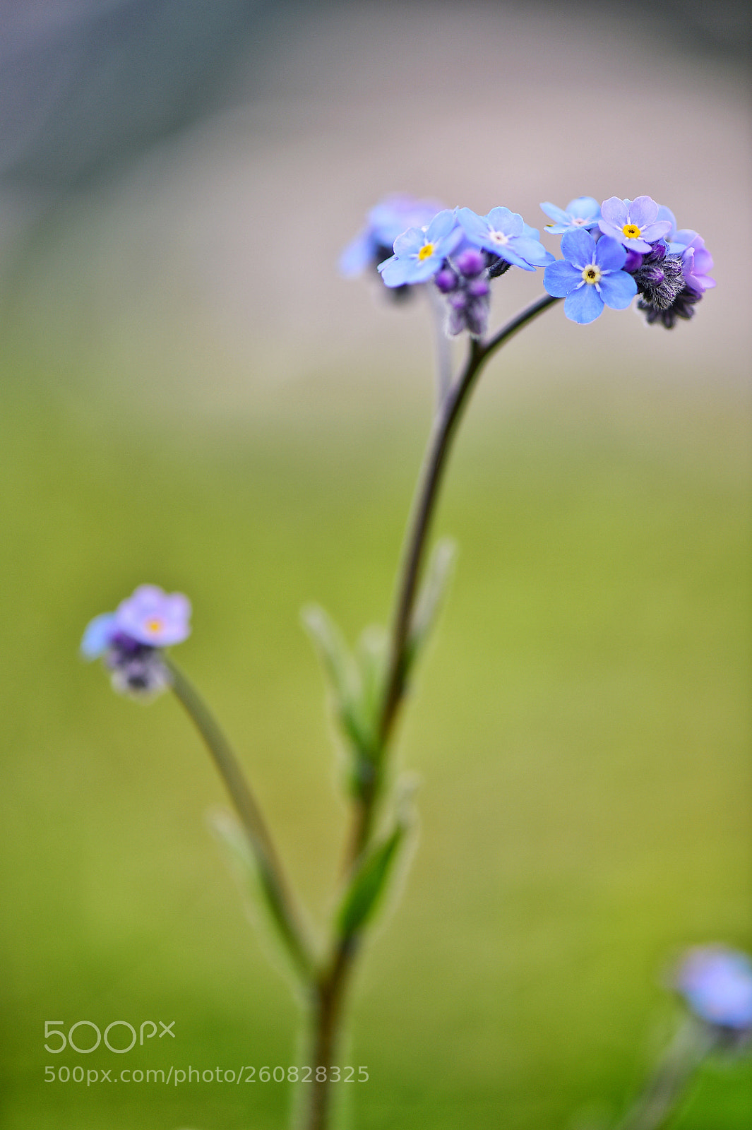 Nikon D4S sample photo. Untitled photography