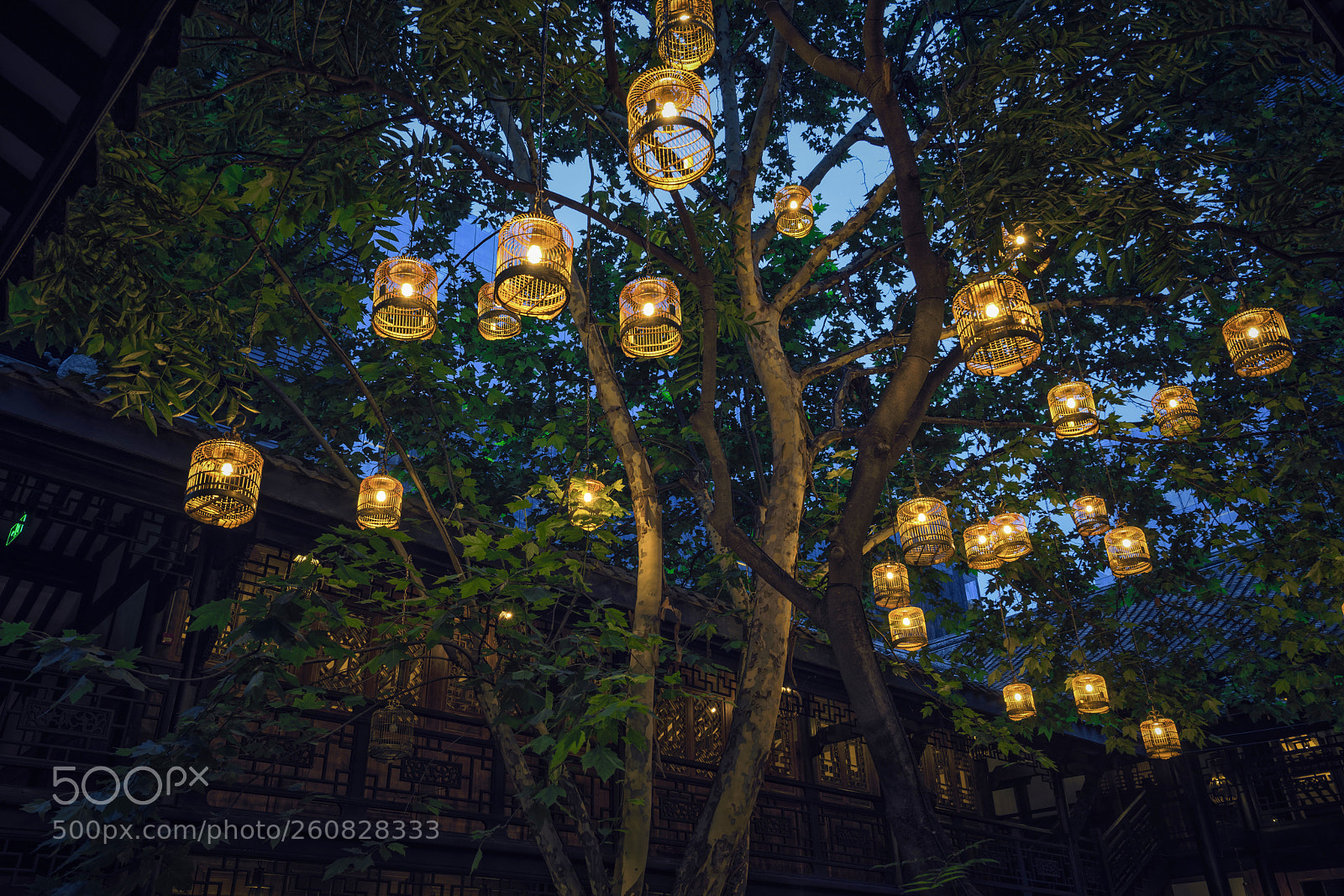 Sony a7R III sample photo. Light tree photography