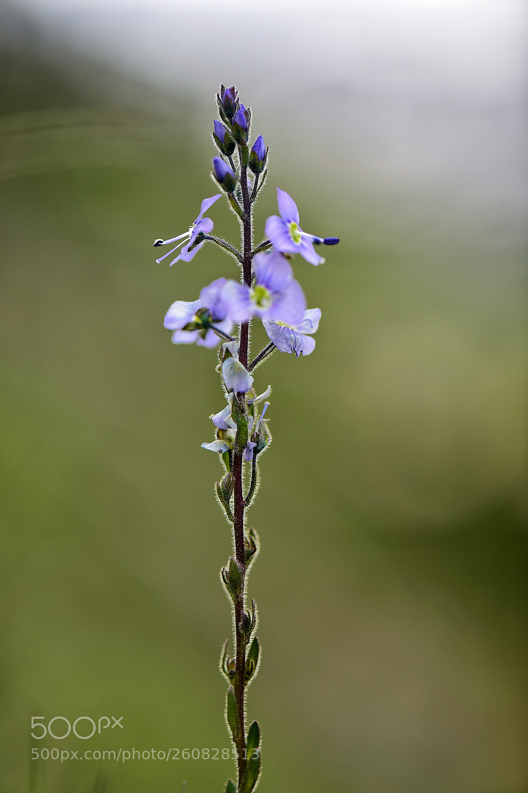 Nikon D4S sample photo. Untitled photography