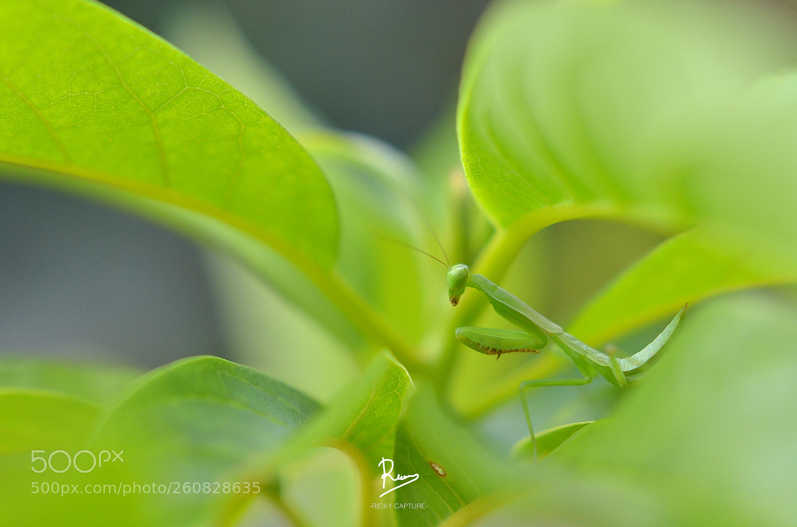 Nikon D7000 sample photo. -praying- photography