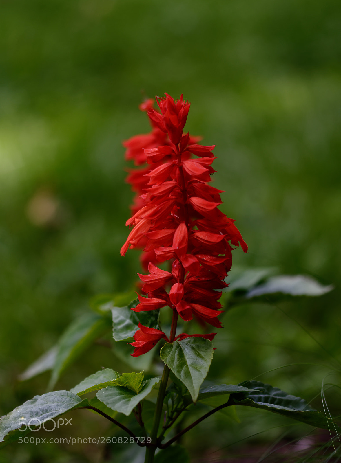 Nikon D5100 sample photo. Red photography