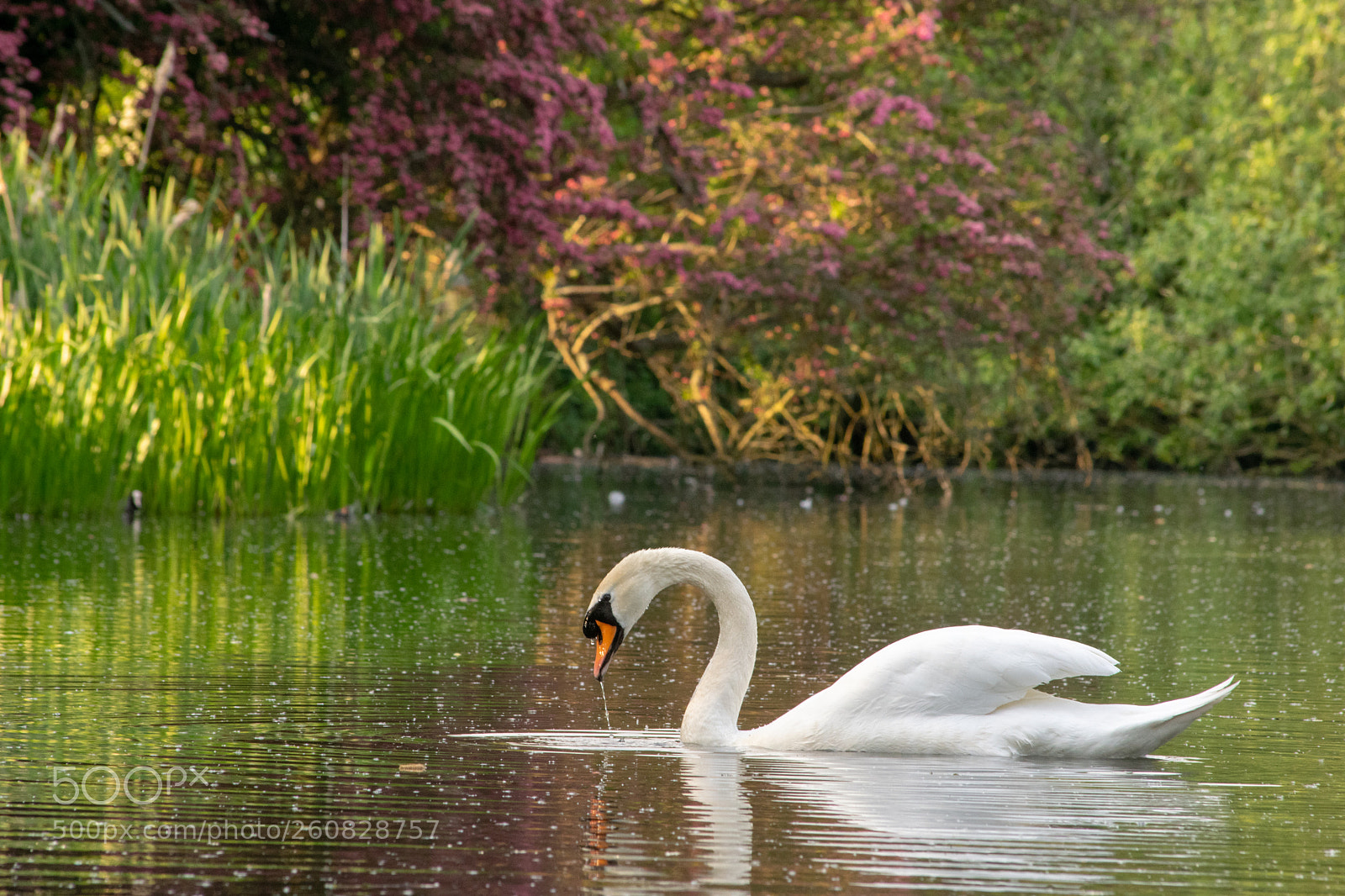 Nikon D3300 sample photo. Swan in a lake photography