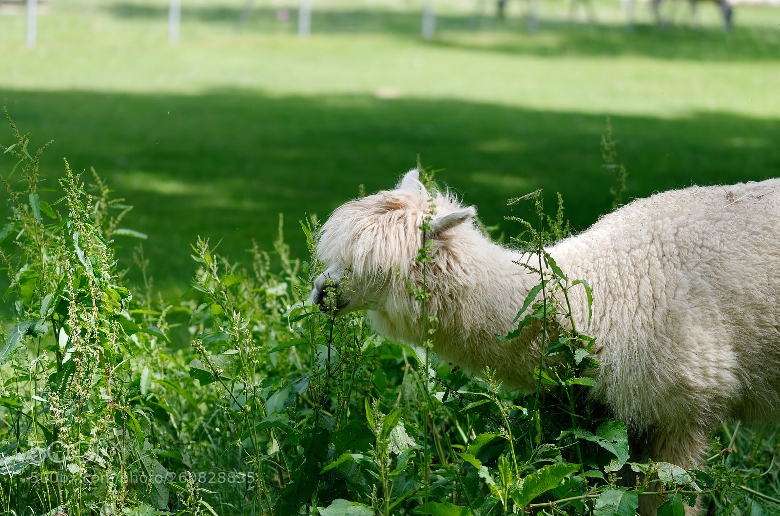 Nikon D5100 sample photo. Lama photography