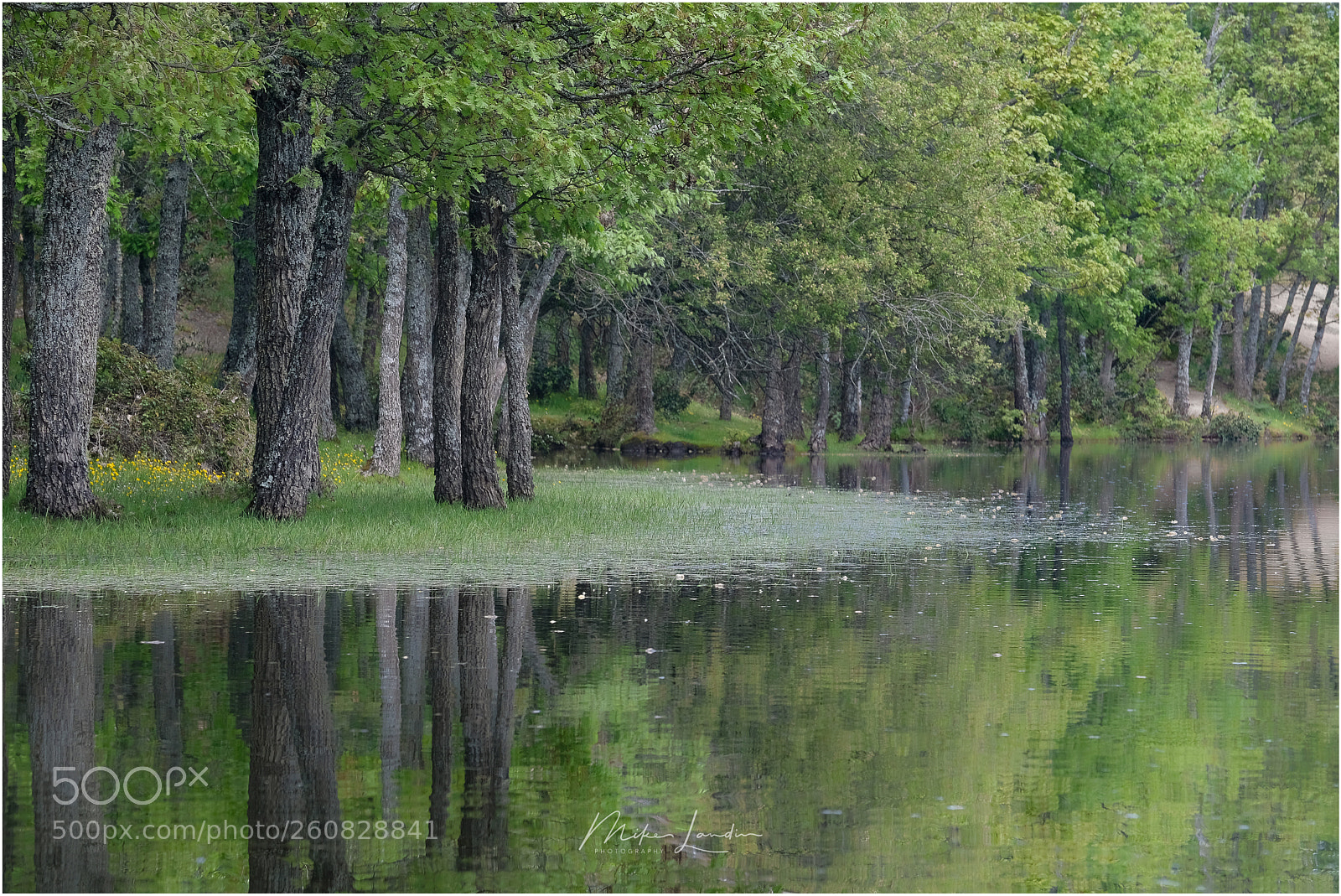 Fujifilm X-H1 sample photo. Forest photography