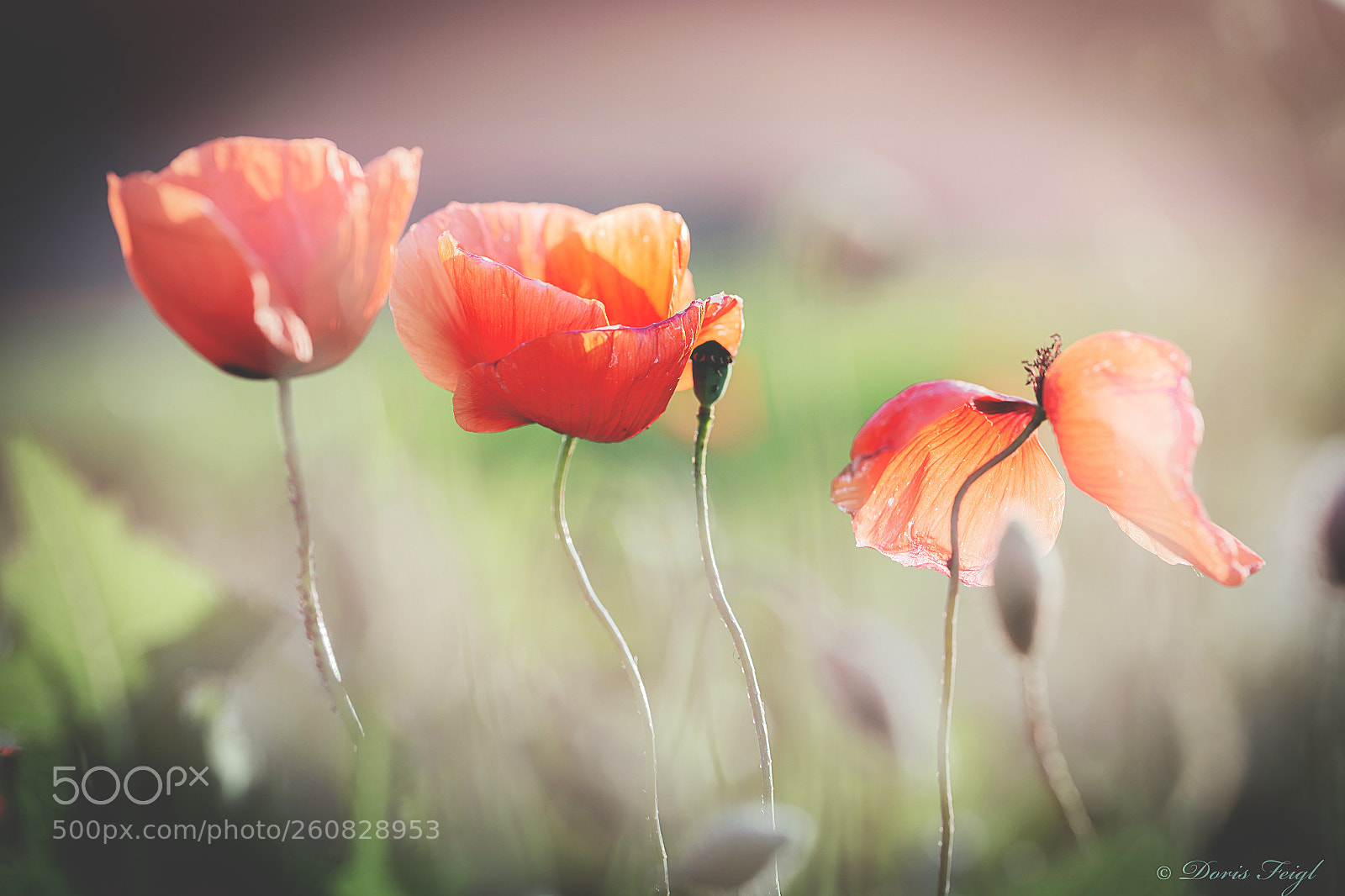 Canon EOS 6D sample photo. Poppies and light photography