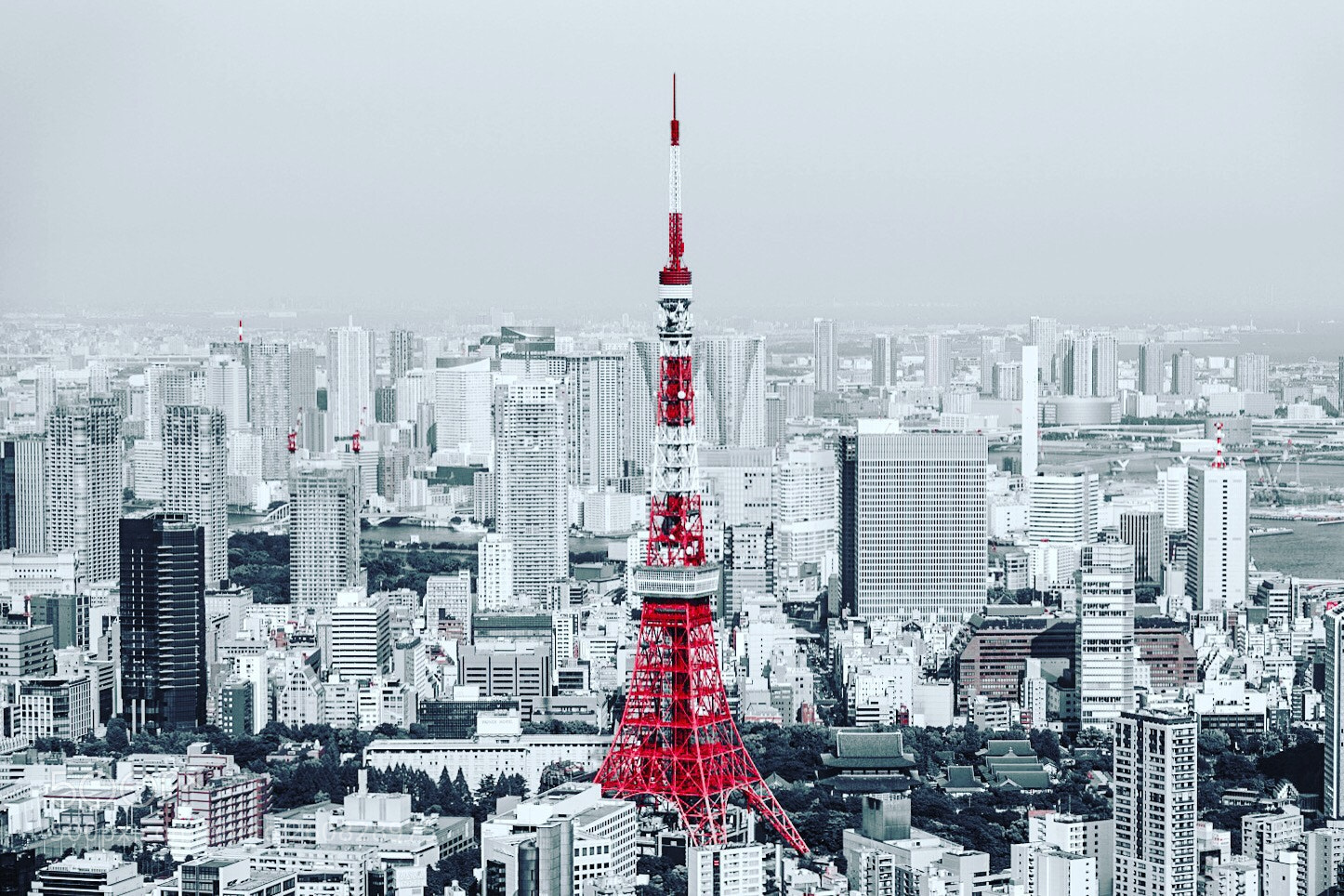 Sony a7R III sample photo. Just tokyo tower photography