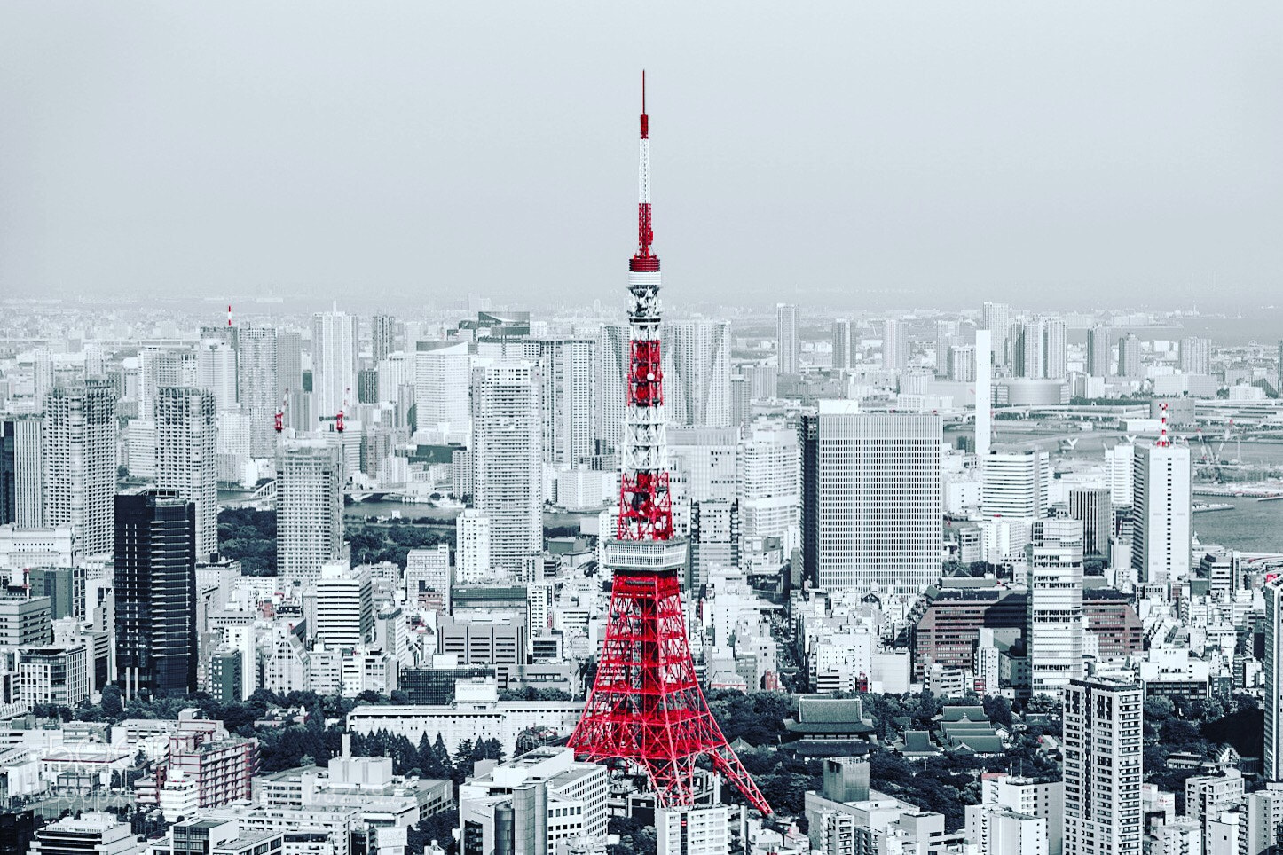 Sony a7R III sample photo. Just tokyo tower photography