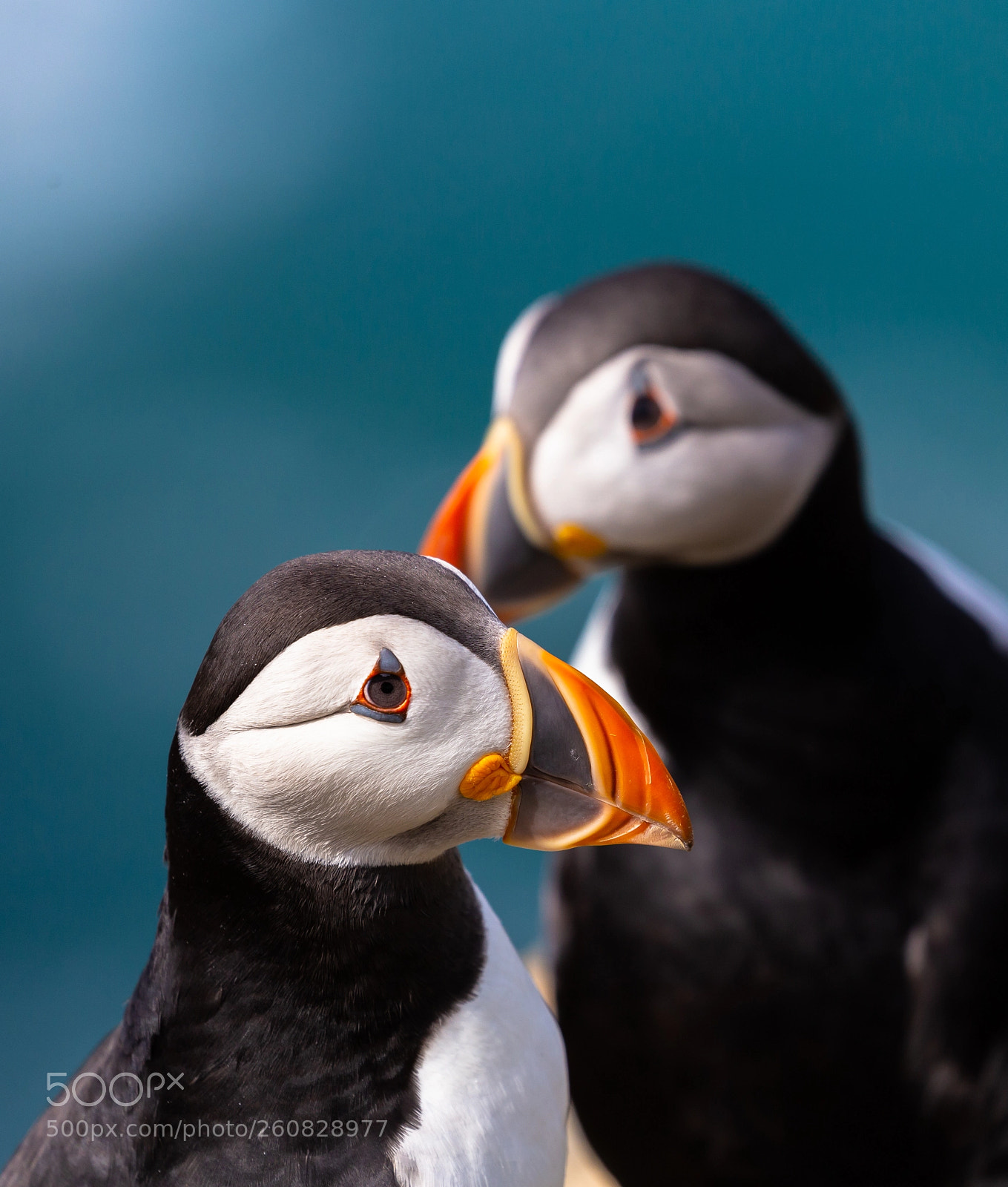 Canon EOS 6D sample photo. Puffin profile photography