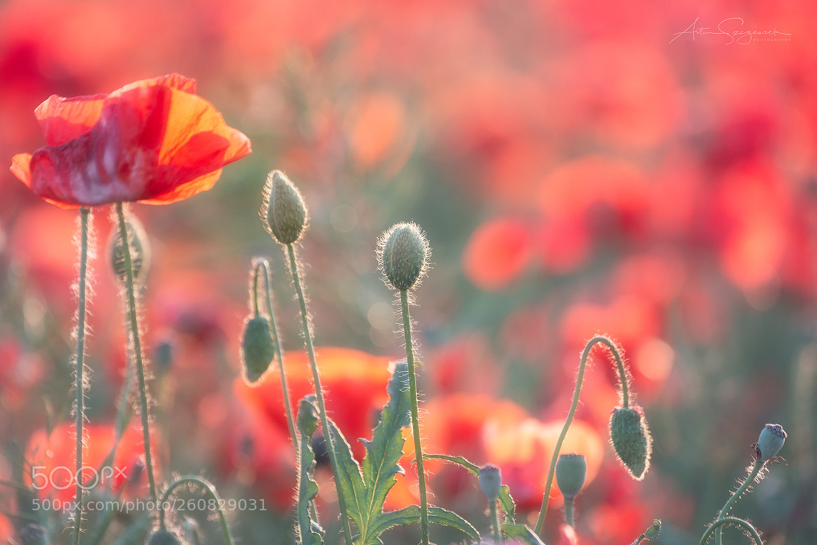 Nikon D7200 sample photo. Fields of red photography