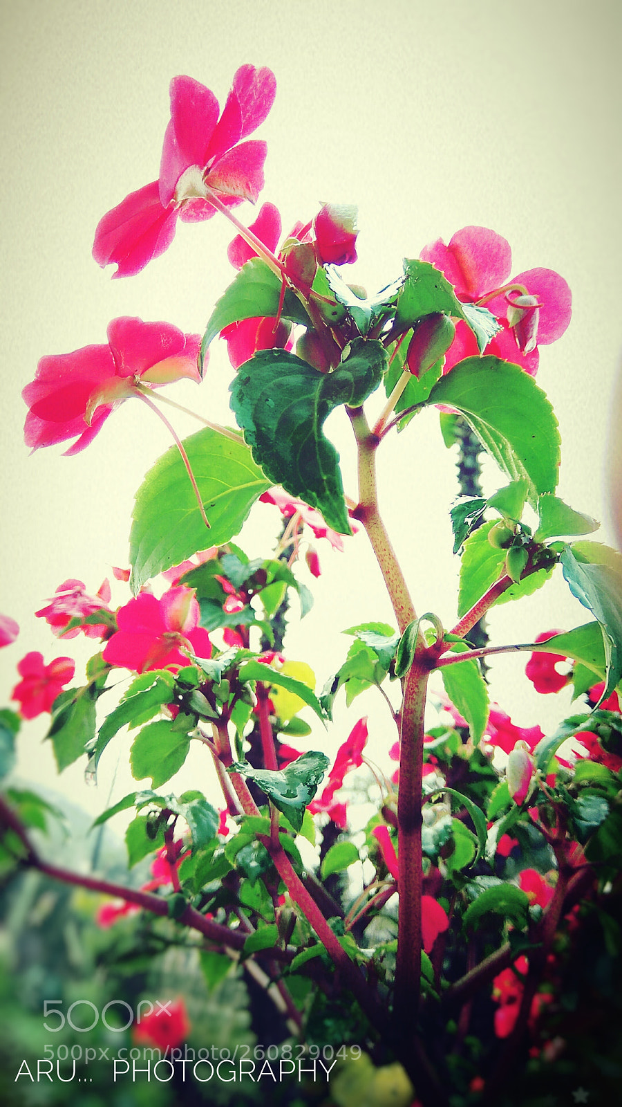 Xiaomi Redmi Note 4 sample photo. Mom's flowers ? photography