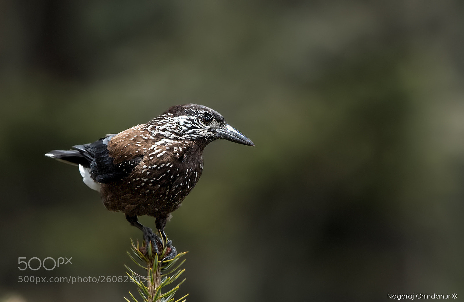 Nikon D5 sample photo. Spotted nutcracker photography