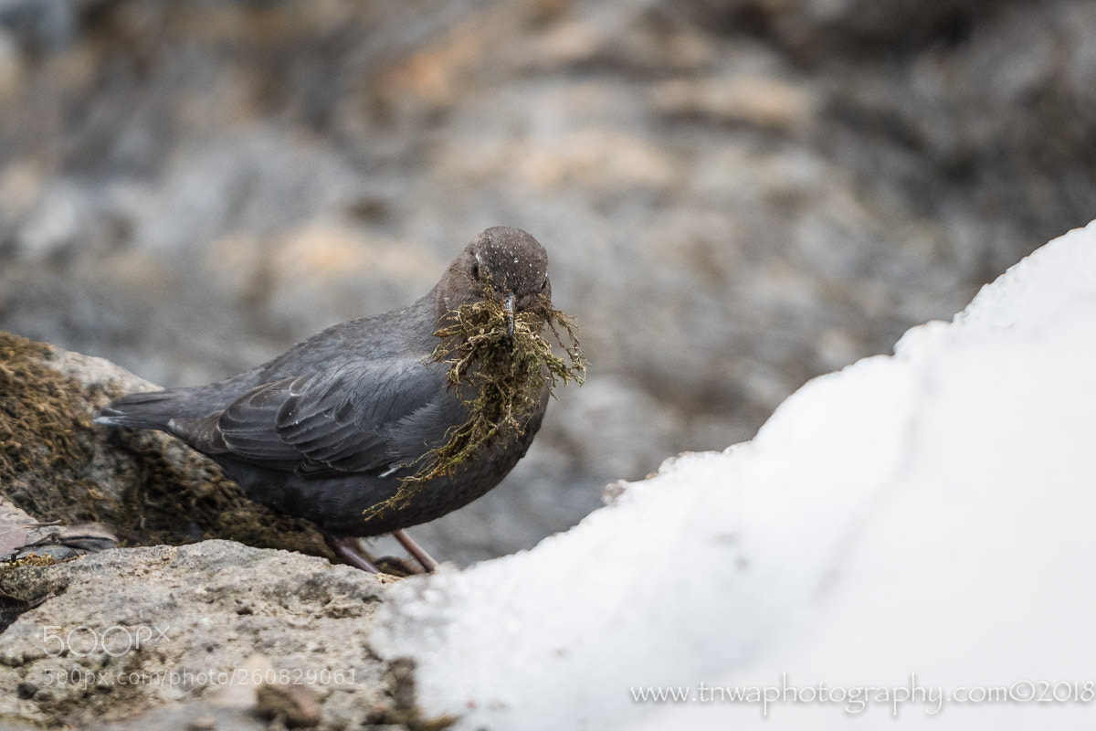 Nikon D500 sample photo. That special touch photography