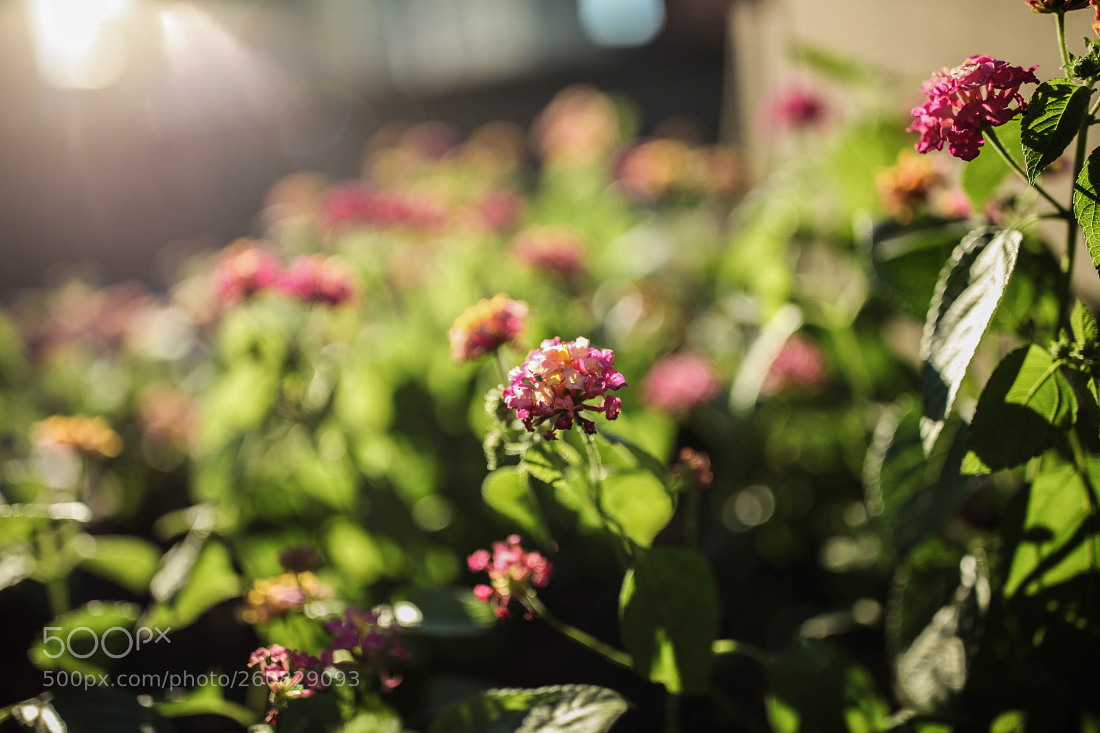 Canon EOS 5D Mark II sample photo. Something tiny something shiny photography