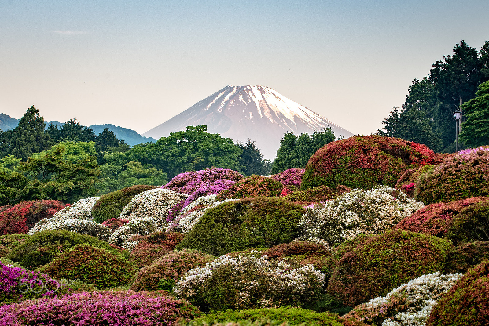 Nikon D610 sample photo. The fuji photography