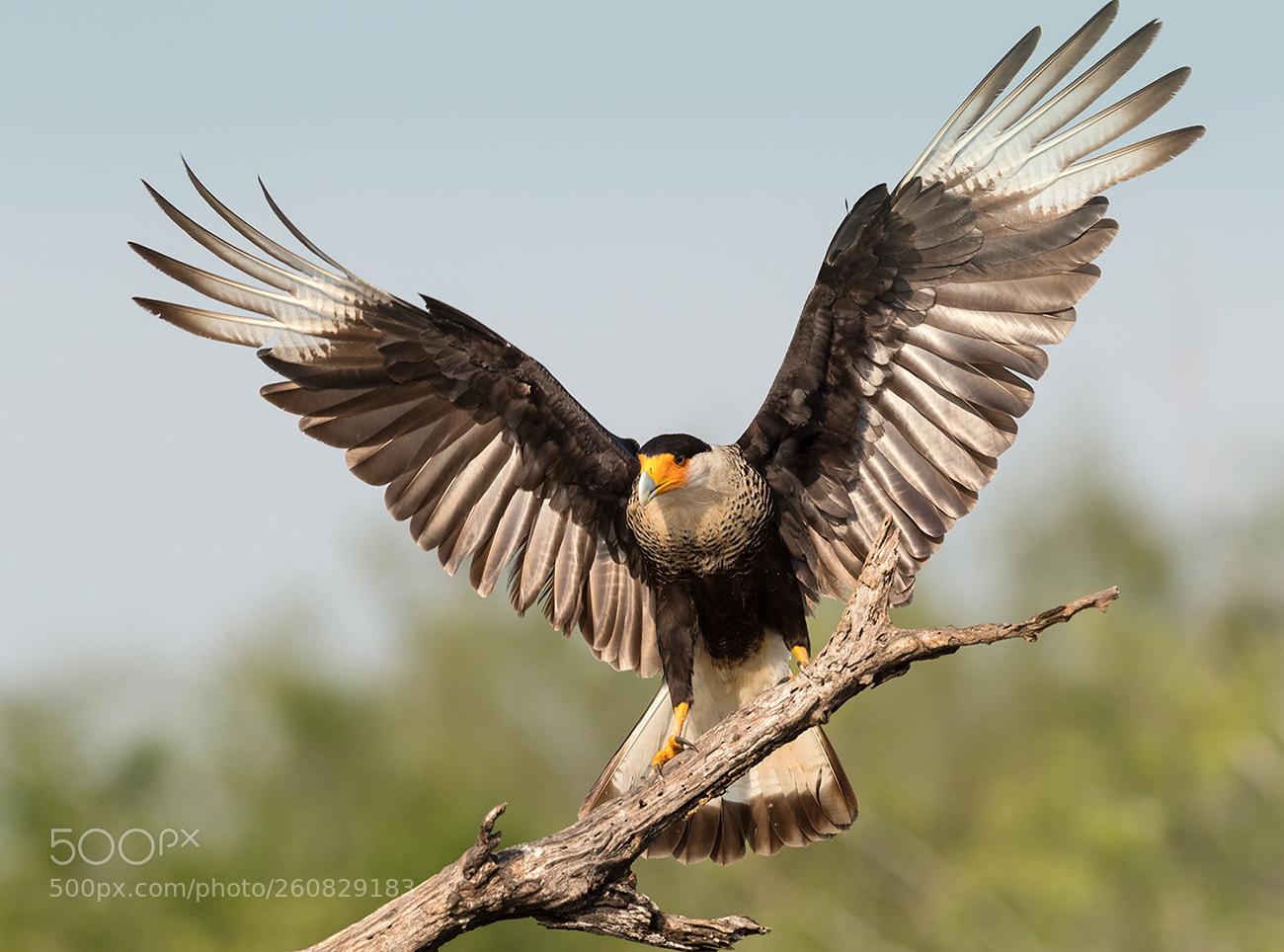 Canon EOS-1D X Mark II sample photo. Crested caracara photography
