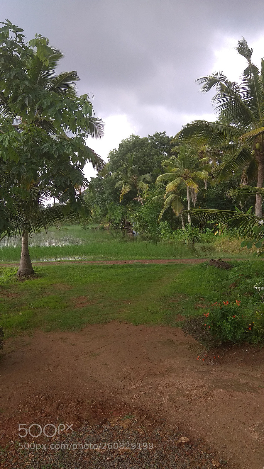 Xiaomi Redmi Note 4 sample photo. Greenish ? photography