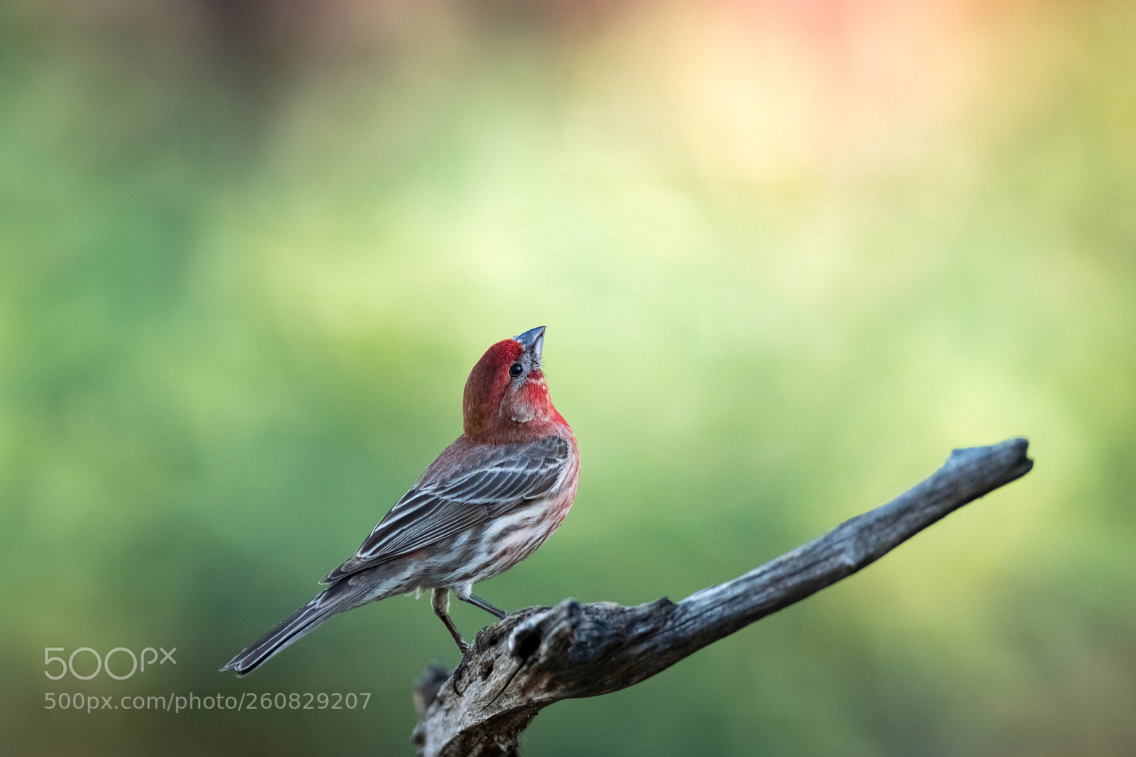 Canon EOS 7D Mark II sample photo. House finch photography