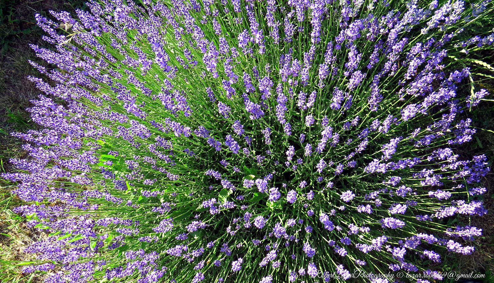 Canon PowerShot SX50 HS sample photo. Fresh lavender photography