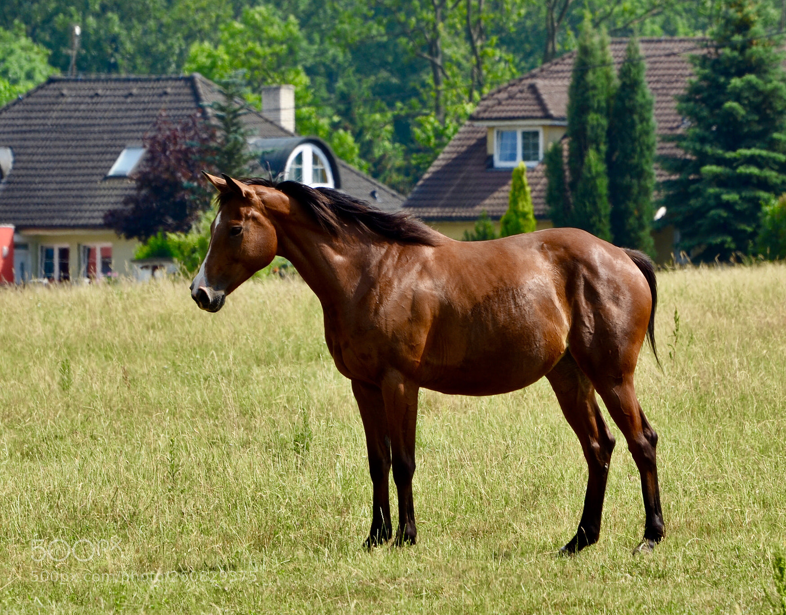 Nikon D5100 sample photo. Fat(pregnant) horse photography