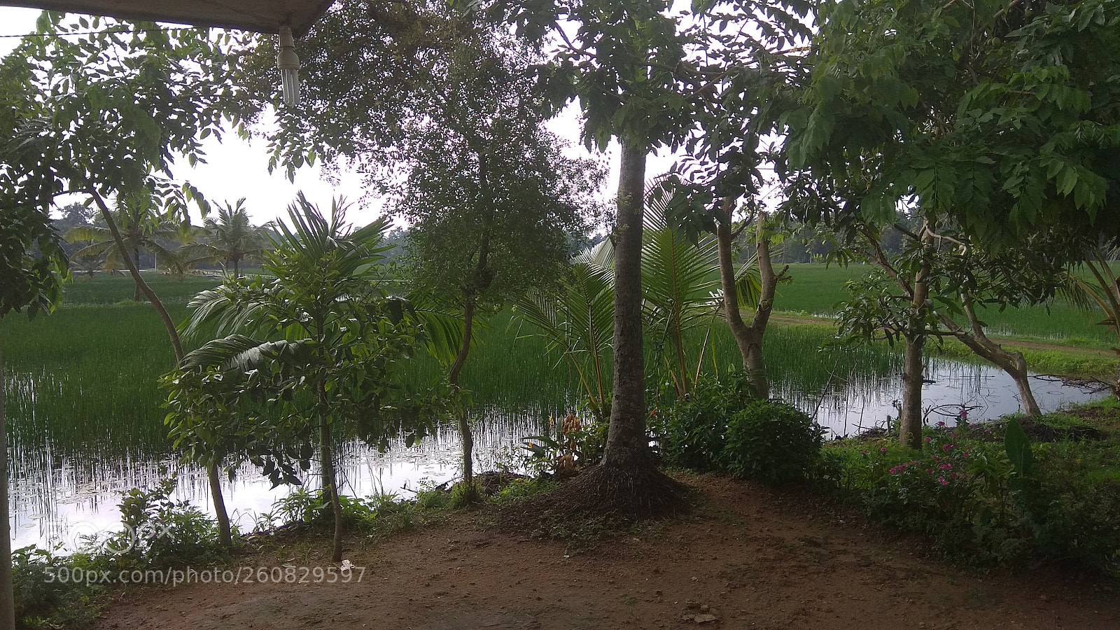Xiaomi Redmi Note 4 sample photo. Enjoy the life photography