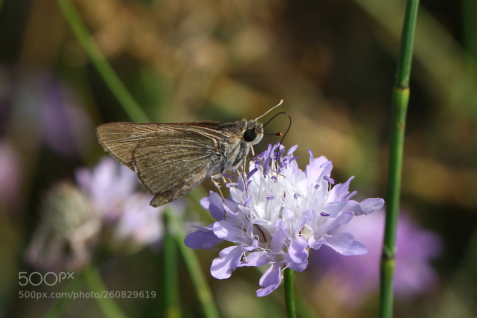 Canon EOS 60D sample photo. Hesperiidae /zıpzıp photography