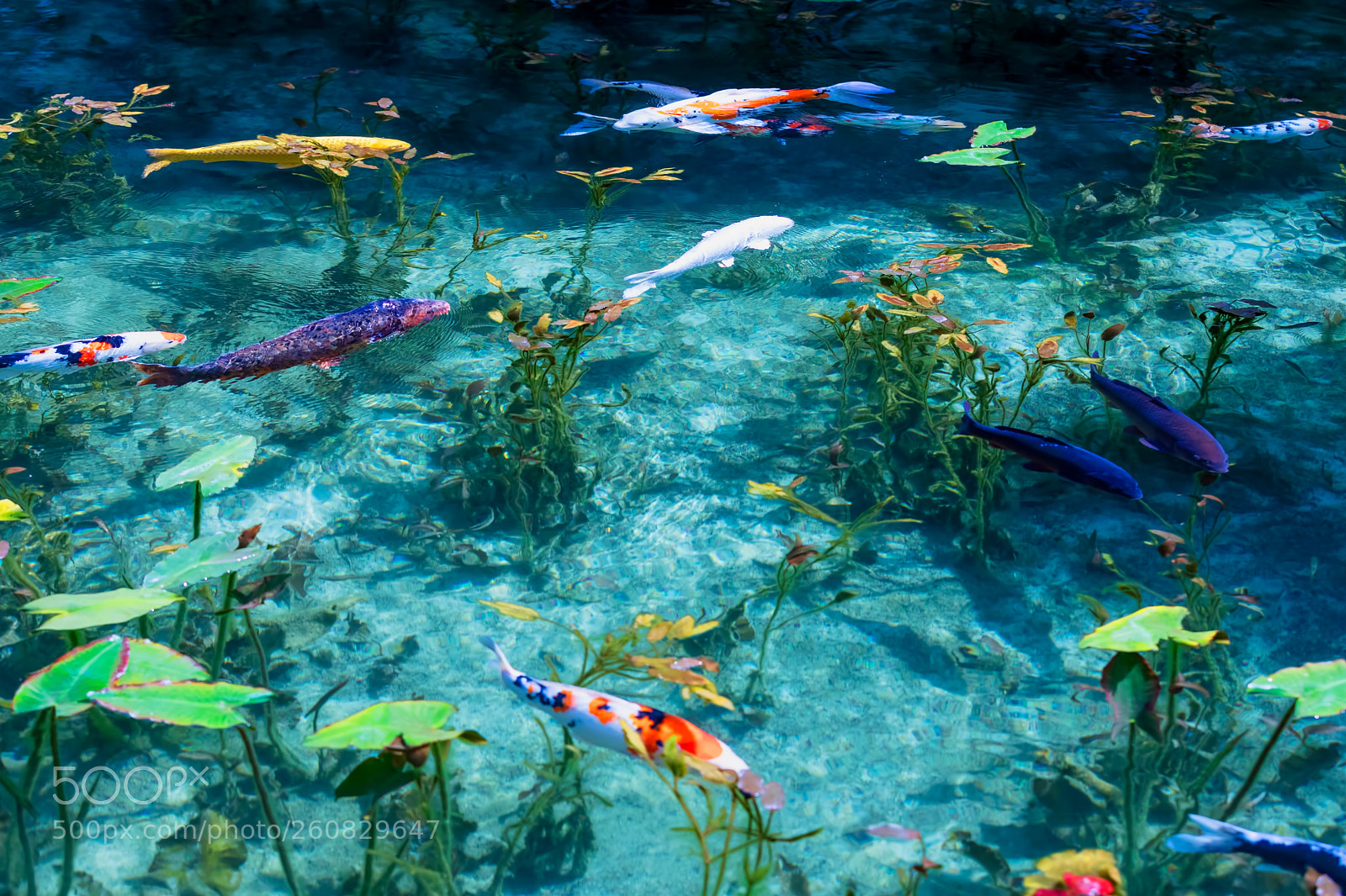 Canon EOS 5D Mark IV sample photo. Colorful carps photography