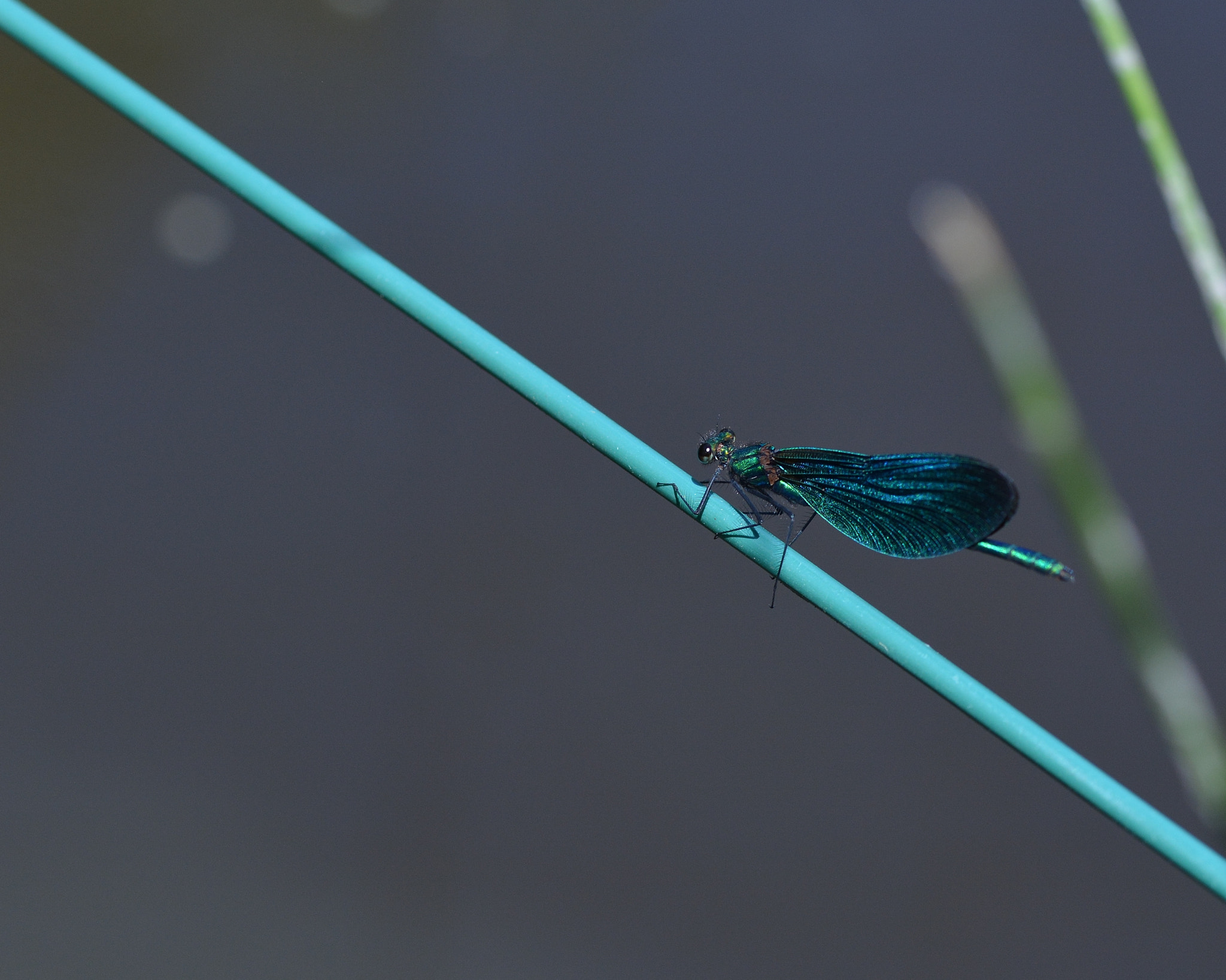Sigma 105mm F2.8 EX DG OS HSM sample photo. Caloptéryx () photography