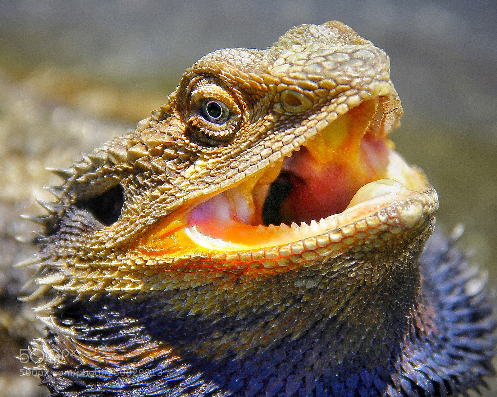 Canon EOS 60D sample photo. Frill necked lizard photography