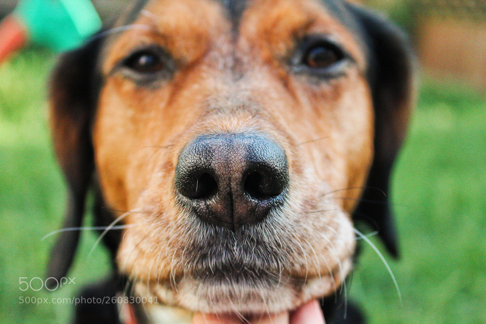 Canon EOS 1100D (EOS Rebel T3 / EOS Kiss X50) sample photo. Kyra ❤ photography
