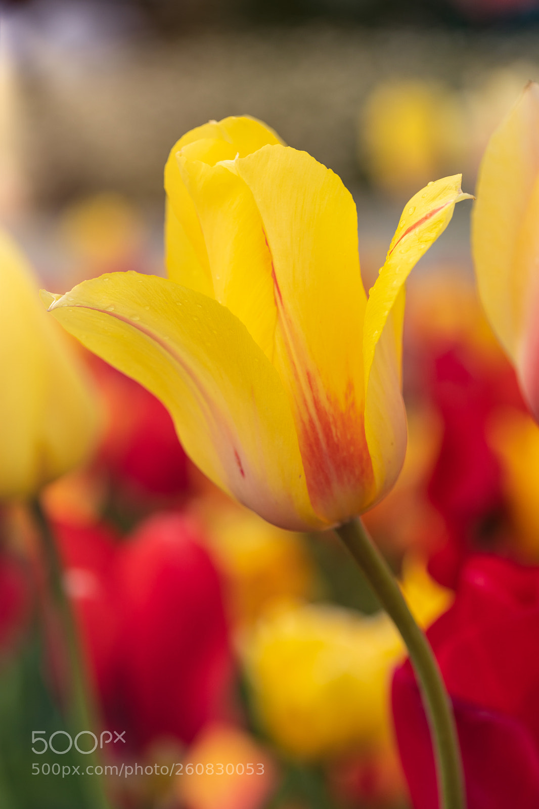 Canon EOS 5D Mark IV sample photo. Tulip photography