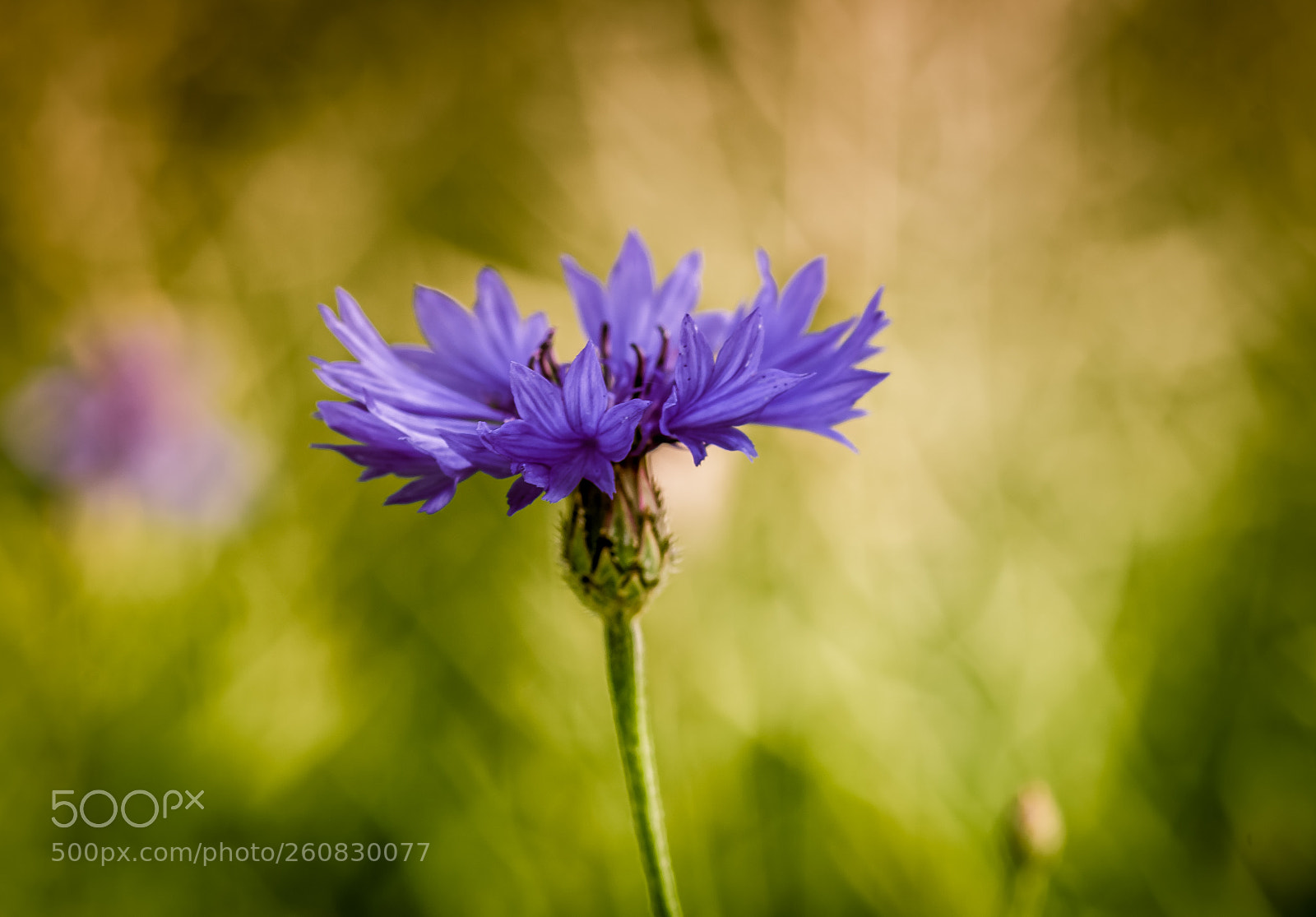 Pentax K-S2 sample photo. Cornflower photography