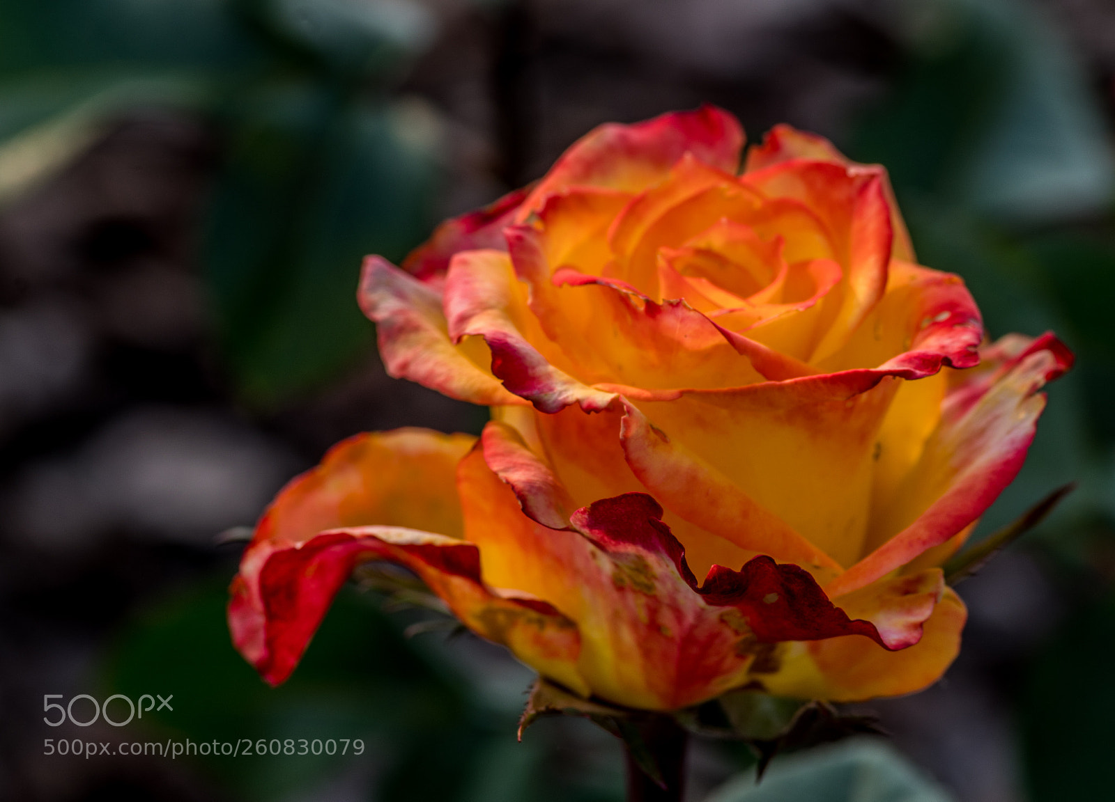 Pentax K-S2 sample photo. Rose photography