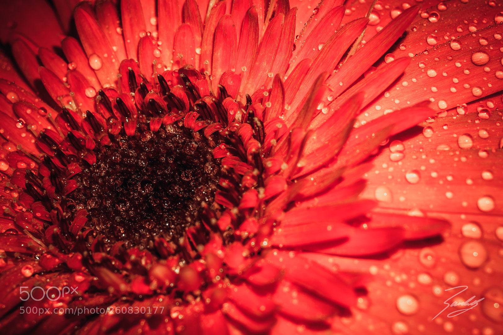 Sony a6000 sample photo. Red nature photography