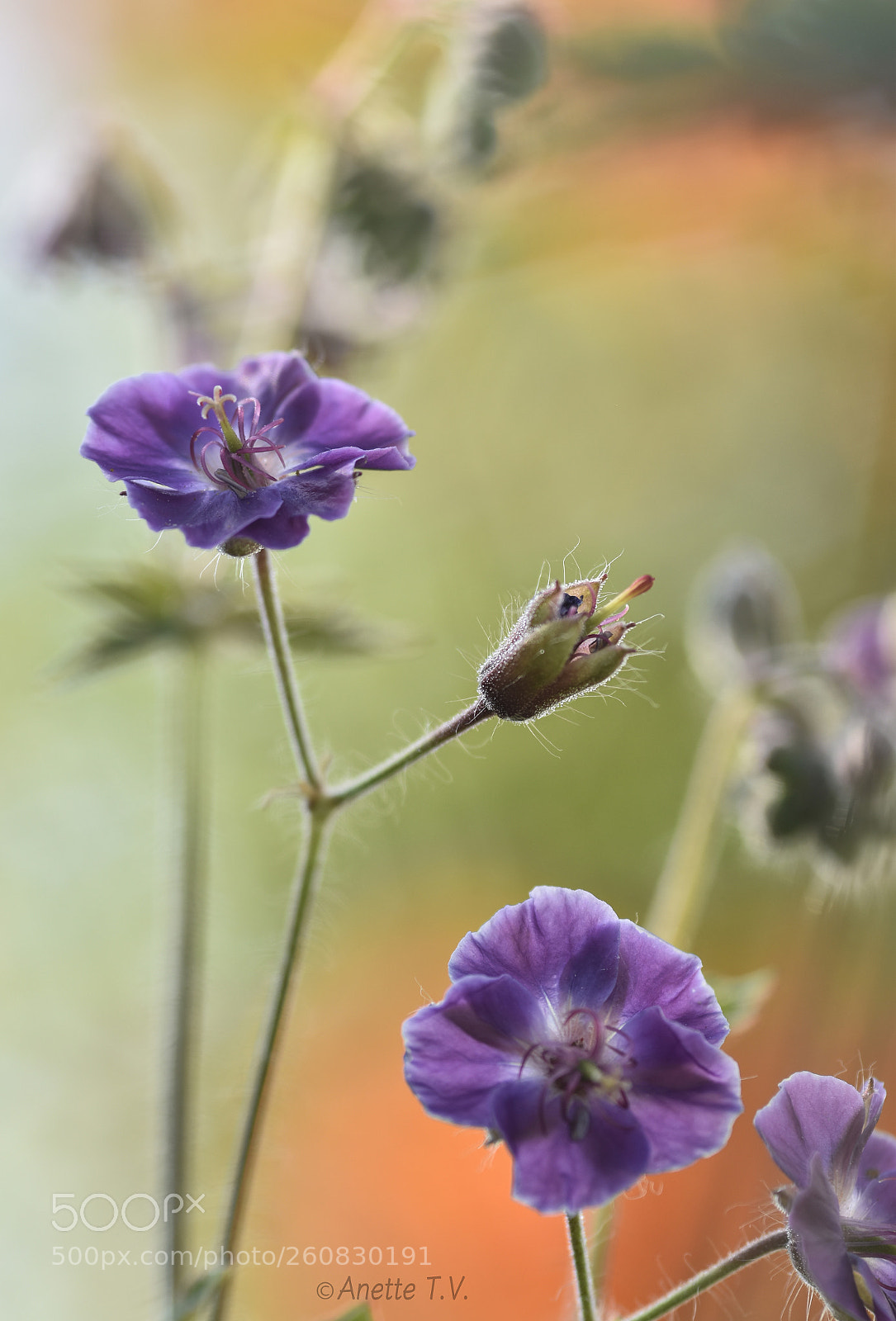 Nikon D5500 sample photo. Summer .. photography
