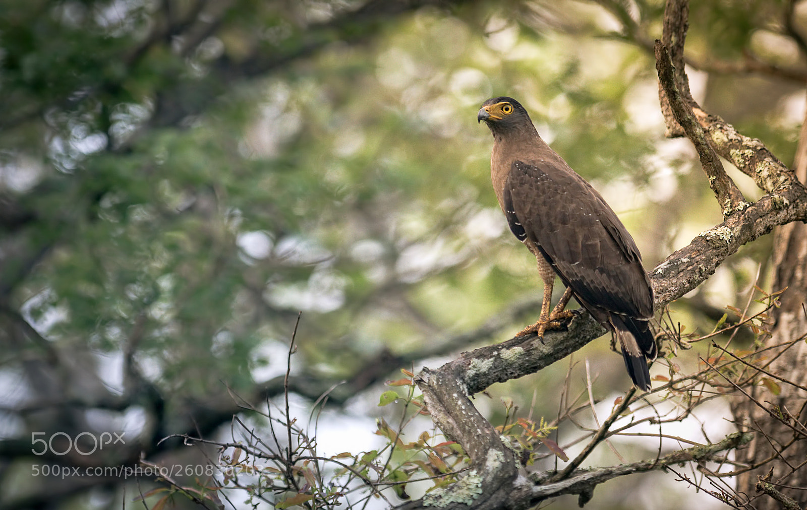 Nikon D300S sample photo. Serpent eagle in sunlight photography