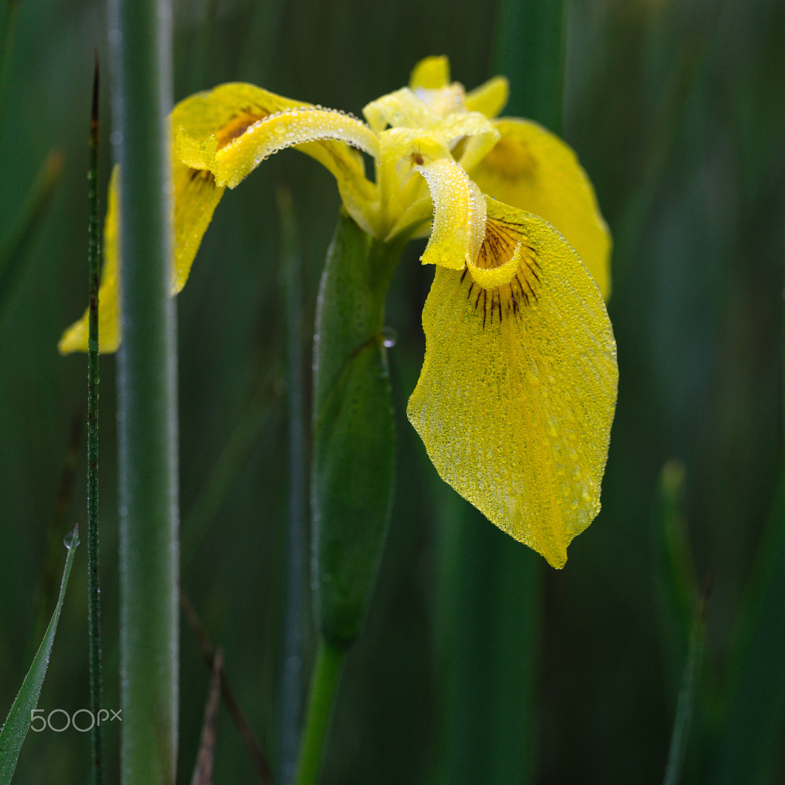 Canon EF 100mm F2.8L Macro IS USM sample photo. Iris jaune laconnex photography