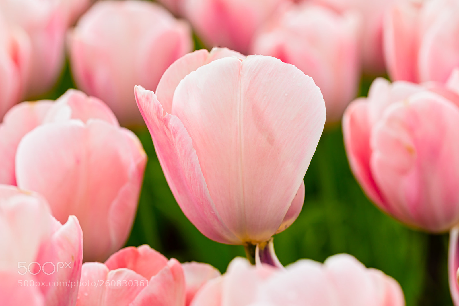 Canon EOS 5D Mark IV sample photo. Pink tulip photography