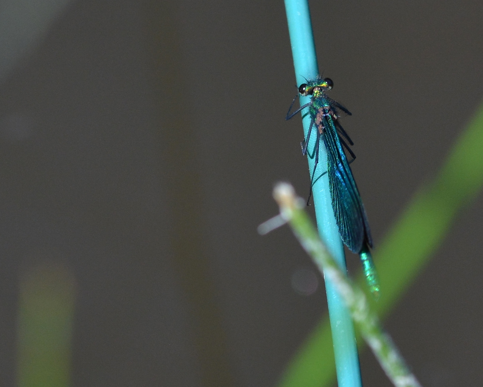 Sigma 105mm F2.8 EX DG OS HSM sample photo. Caloptéryx () photography