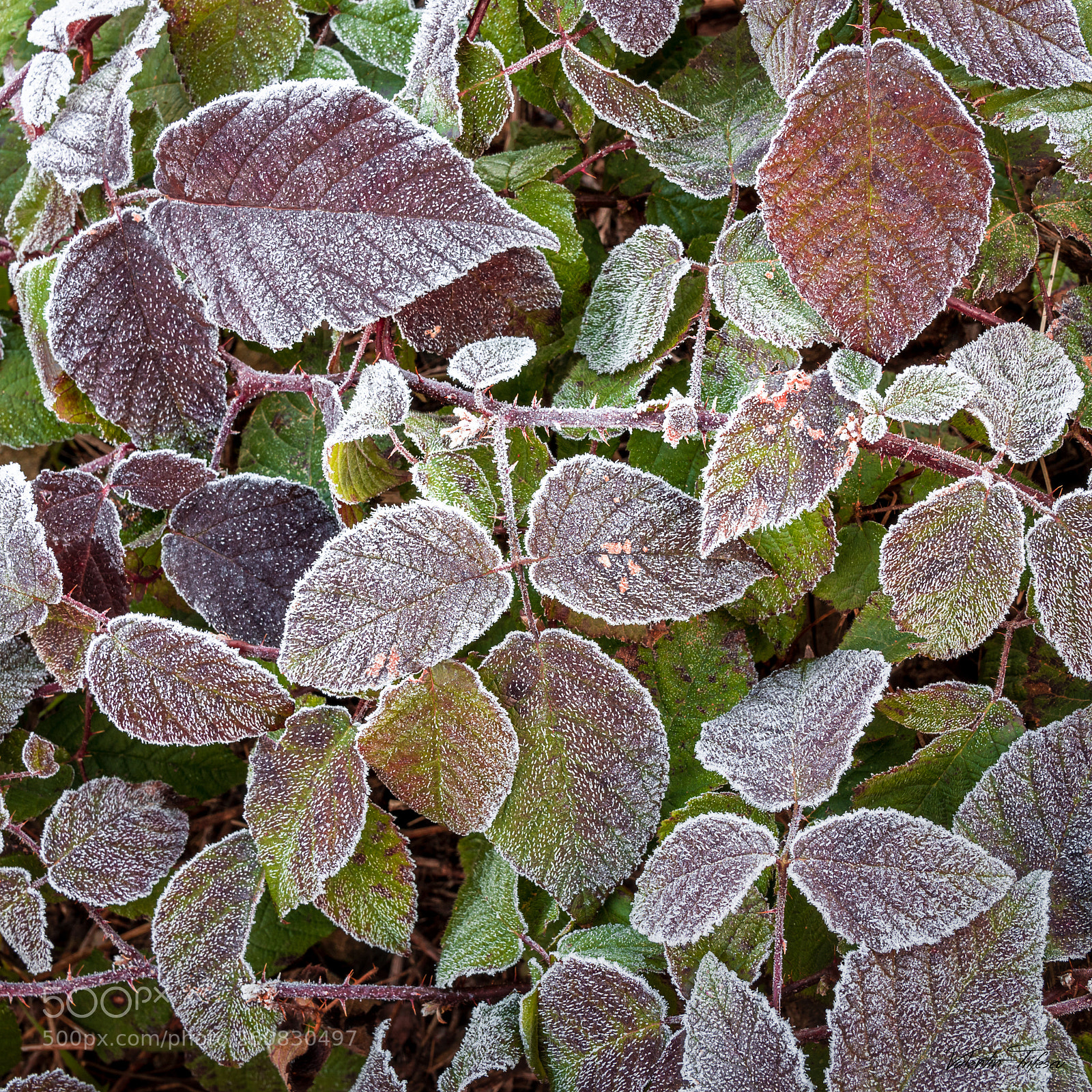 Nikon D500 sample photo. Frozen leaves... photography