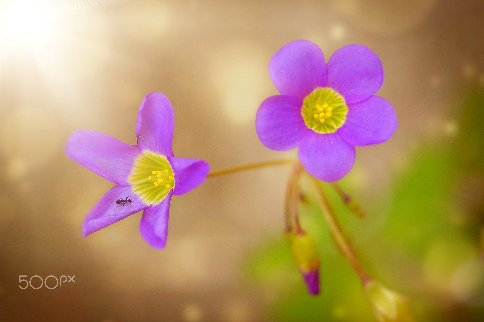 Sony SLT-A57 sample photo. Small treasures in the garden photography