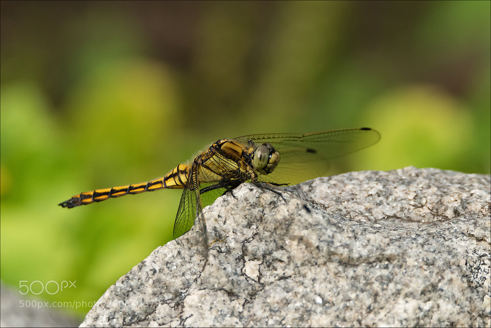 Nikon D850 sample photo. Dragon-fly / libelle photography