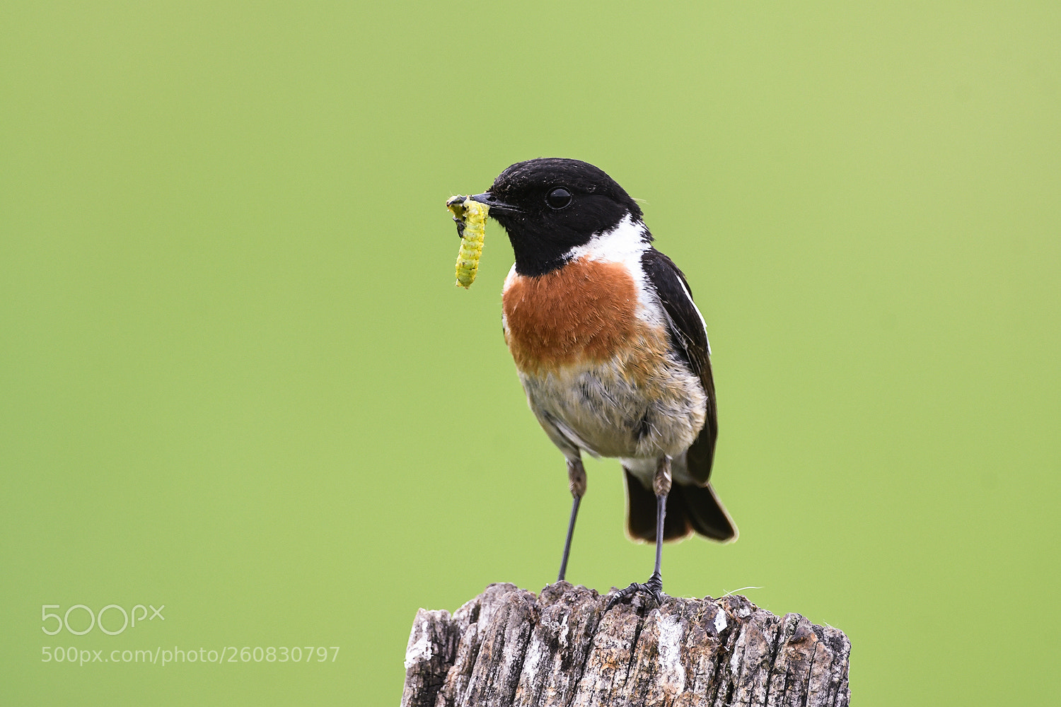 Nikon D500 sample photo. European stonechat photography