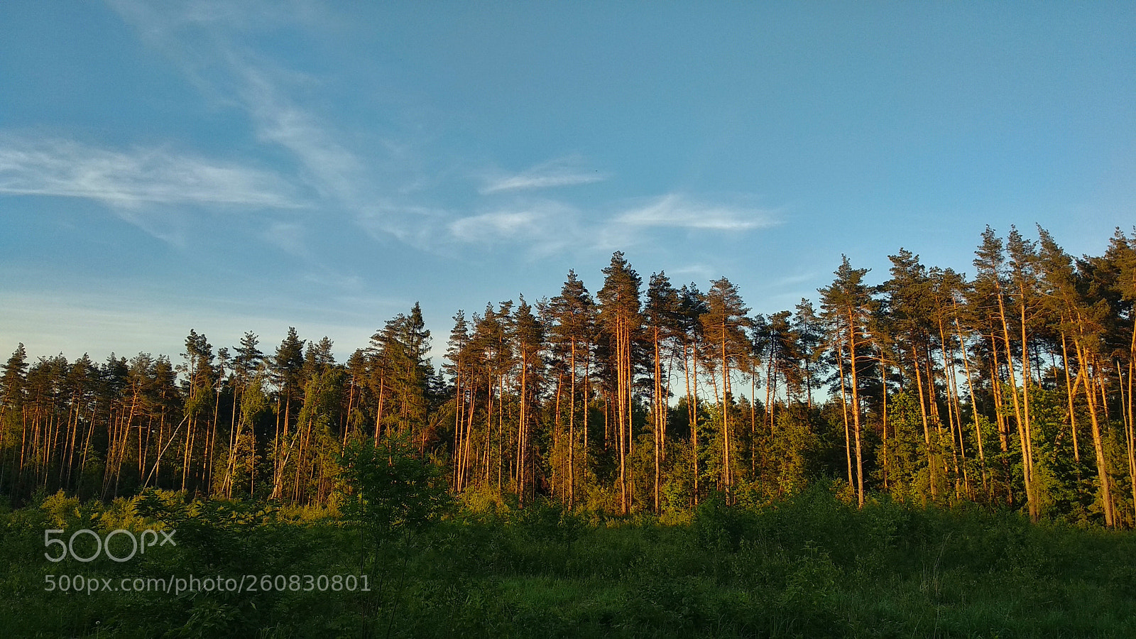 Xiaomi Mi A1 sample photo. Untitled photography