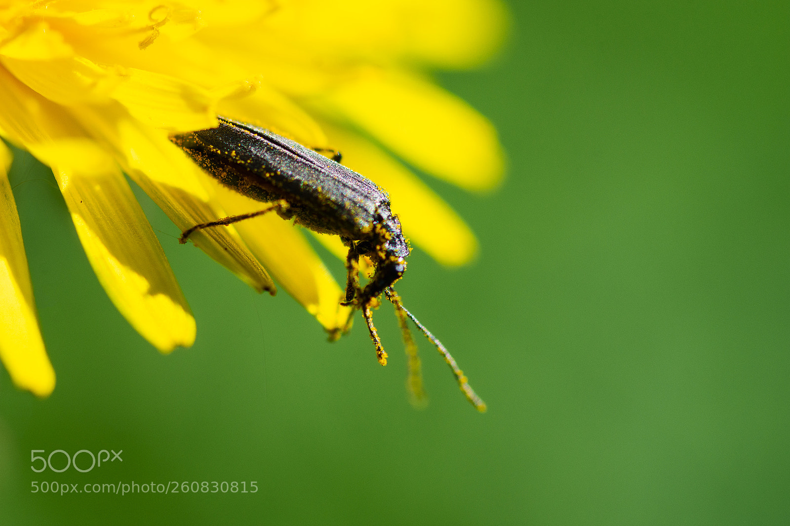 Nikon D7200 sample photo. A bug covered by photography