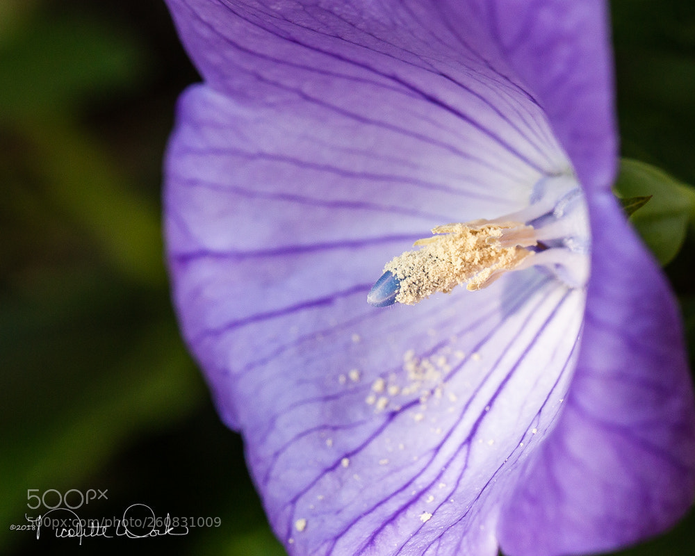 Canon EOS 6D sample photo. Purple balloon flower photography